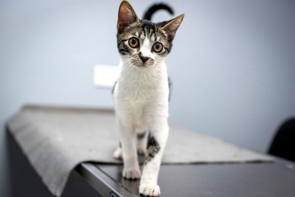 Cat Health Plan