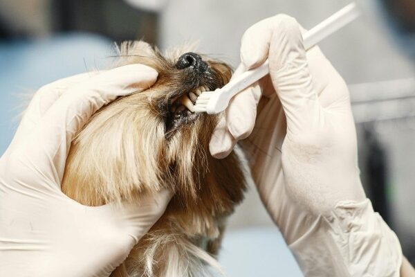 Dental Care