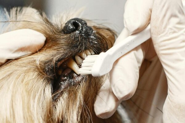 20% Dental Offer
