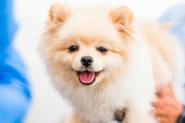 Dog Health Plan