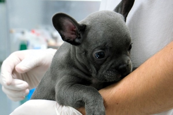 Preventative Care - Microchipping