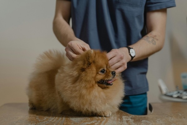 Preventative Care - Flea & Worming Treatment