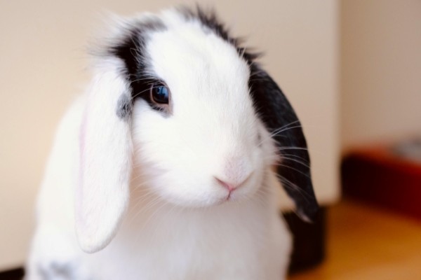 Rabbit Health Plan
