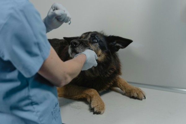 Veterinary Consultations