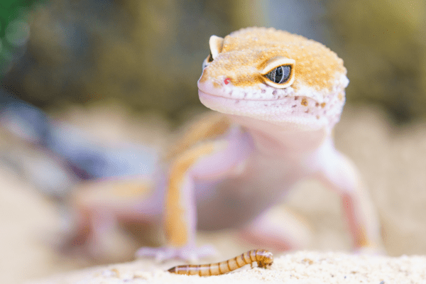 Reptiles