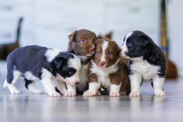 Puppy & Kitten Litter Package
